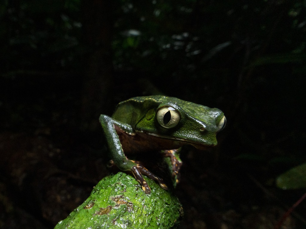 This image of a White-lined Monkey Frog (Phyllomedusa vaillantii) from Ecuador was featured on Apple's Instagram.